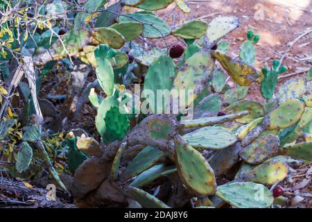 Schöner Kaktus aus Kaktus mit burgunderroten Früchten an der Küste von Ayia Napa in Zypern. Opuntia, Ficus-indica, Indische Feige opuntia, barbary Feigenblühende cact Stockfoto