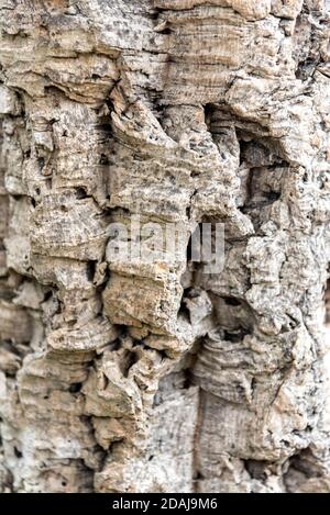 Korkeichenrinde, Quercus suber Stockfoto