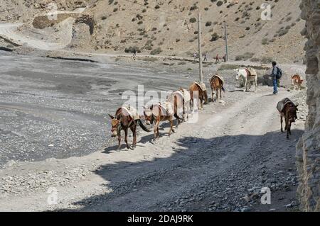 Menschen und Pferde, gesattelt für den Transport von Waren, gehen auf der Straße, vorbei am Fluss Kali Gandaki. Stockfoto