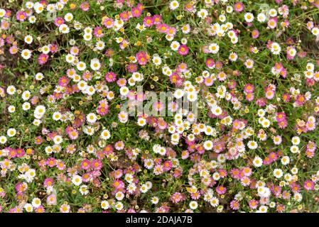 Erigeron karvinskianus 'Fülle', rosa und weiße Gänseblümchen-Blüten Stockfoto