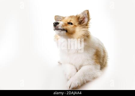 Fuchs isoliert auf weißem Hintergrund Stockfoto