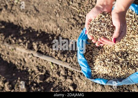 Die Hand der Frau hält Samen für die Beschichtung in einem Garten vorgestellt. Stockfoto