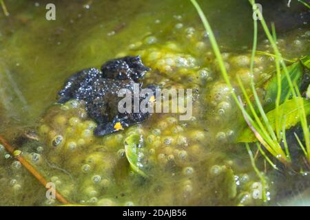 Gelbbauchunke, Gelbbauch-Unke, Bergunke, Unke, Unken, Bombina variegata, Gelbbauchkröte, Gelbbauchkröte, bunte Feuerkröte, Sonneur à ventre Stockfoto