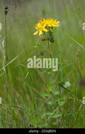 Geflecktes Johanniskraut, Kanten-Johanniskraut, Hypericum maculatum, ungezähnt Johanniskraut, Geflecktes Johanniskraut, Le millepertuis taché, le Mill Stockfoto