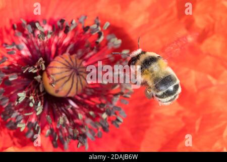 Gebändene Pelzbiene, Streifen-Pelzbiene, Sommer-Pelzbiene, Sommerpelzbiene, Pelzbiene, Weibchen, Anthophora aestivalis, Anthophora intermedia, Blume Stockfoto