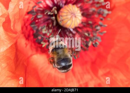 Gebändene Pelzbiene, Streifen-Pelzbiene, Sommer-Pelzbiene, Sommerpelzbiene, Pelzbiene, Weibchen, Anthophora aestivalis, Anthophora intermedia, Blume Stockfoto