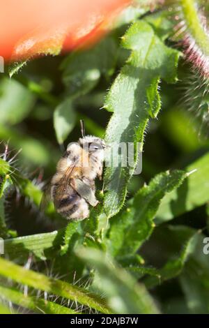 Gebändene Pelzbiene, Streifen-Pelzbiene, Sommer-Pelzbiene, Sommerpelzbiene, Pelzbiene, Weibchen, Anthophora aestivalis, Anthophora intermedia, Blume Stockfoto