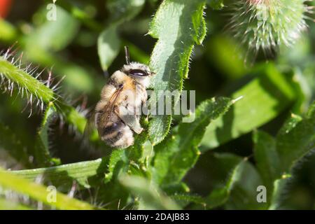 Gebändene Pelzbiene, Streifen-Pelzbiene, Sommer-Pelzbiene, Sommerpelzbiene, Pelzbiene, Weibchen, Anthophora aestivalis, Anthophora intermedia, Blume Stockfoto