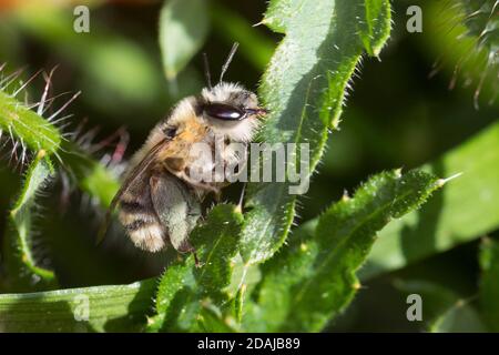 Gebändene Pelzbiene, Streifen-Pelzbiene, Sommer-Pelzbiene, Sommerpelzbiene, Pelzbiene, Weibchen, Anthophora aestivalis, Anthophora intermedia, Blume Stockfoto