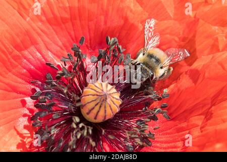 Gebändene Pelzbiene, Streifen-Pelzbiene, Sommer-Pelzbiene, Sommerpelzbiene, Pelzbiene, Weibchen, Anthophora aestivalis, Anthophora intermedia, Blume Stockfoto