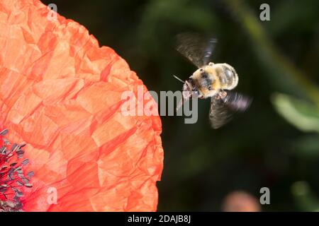 Gebändene Pelzbiene, Streifen-Pelzbiene, Sommer-Pelzbiene, Sommerpelzbiene, Pelzbiene, Weibchen, Anthophora aestivalis, Anthophora intermedia, Blume Stockfoto