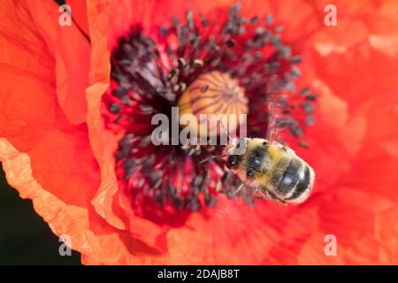 Gebändene Pelzbiene, Streifen-Pelzbiene, Sommer-Pelzbiene, Sommerpelzbiene, Pelzbiene, Weibchen, Anthophora aestivalis, Anthophora intermedia, Blume Stockfoto