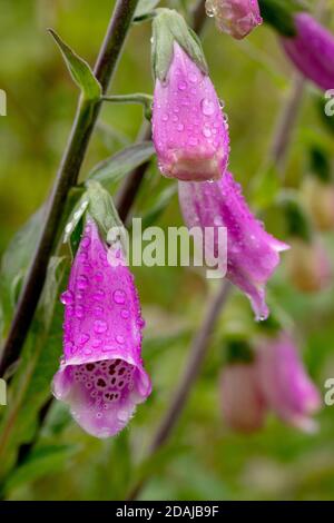 Fingerhut (Digitalis purpurea). Einzelne unverzweigte Stiele, mit zwanzig bis dreißig Blüten auf einem einzigen Stiel. Nahaufnahme der einzelnen Blumen nach dem Duschen Stockfoto