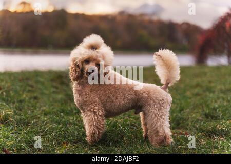 Niedliche kleine goldene Pudel steht auf grünen Rasen im Park. Glücklicher Hund. Stockfoto