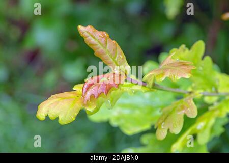 Englisch oder Pedunculate Eiche Baum (Quercua robur), Terminal, Spitze, Zweig, von vor kurzem aufgetauchten Frühlingsblätter. Nahaufnahme. Gewinnen Schattierungen von Grün, wie sie g Stockfoto