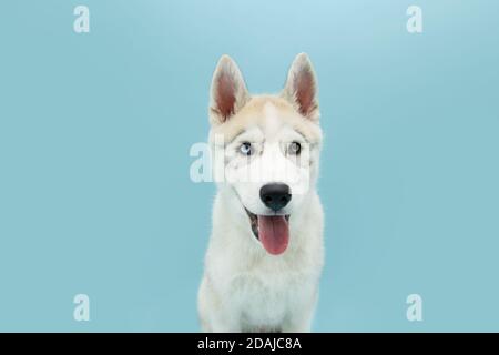 Portrait sibirischer Husky Welpe Hund ragt aus der Zunge. Isoliert auf blauem Hintergrund. Stockfoto