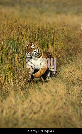 BENGAL TIGER panthera tigris tigris, ERWACHSENER LÄUFT DURCH LANGES GRAS Stockfoto