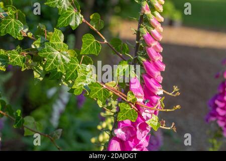 Ivy (Hedera Helix), Endspitzen, die nach einem Blütenkopfstiel von Foxglove (Digitalis purpurea) greifen, zur Unterstützung. Nahaufnahme Stockfoto