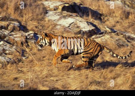 BENGAL TIGER panthera tigris tigris, MÄNNCHEN, DAS DURCH TROCKENES GRAS LÄUFT Stockfoto
