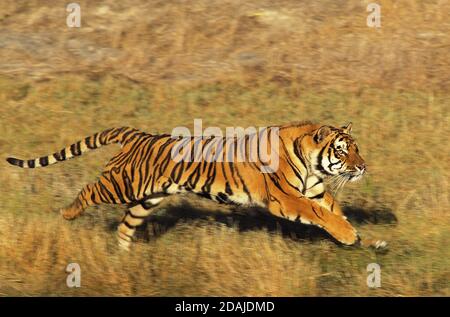 BENGAL TIGER panthera tigris tigris, ERWACHSENER LÄUFT DURCH TROCKENES GRAS Stockfoto