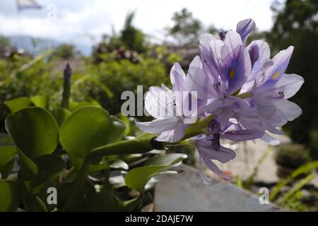 Frisch blühte Wasserhyazinthe Blumen fotografiert in Nepal, wo es ist Bekannt als „jalkumbi“ Stockfoto