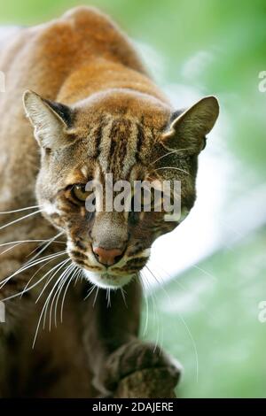 ASIATISCHE goldene Katze oder TEMMINK CAT Catopuma Temmincki, Porträt von Erwachsenen Stockfoto