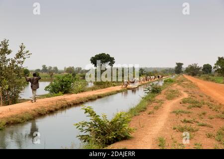 Selingue, Mali, 26th. April 2015; Chaka Sidibe, 30, Ein Fulani-Hirte kommt aus Bougouni, 100 km von Selingue entfernt, und wird zur Weide dieser Herde eingesetzt. Stockfoto