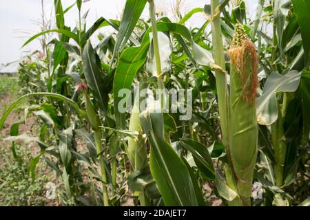 Selingue, Mali, 26. April 2015; eine bewässerte Maisernte, die bald zur Ernte bereit ist. Stockfoto