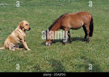 LABRADOR RETRIEVER MIT ERWACHSENEN AMERIKANISCHEN MINIATURPFERD Stockfoto