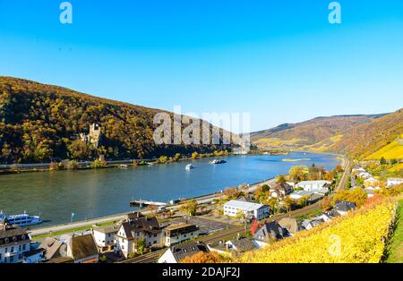 Zwei Burgen Blick, Burg Rheinstein, Reichenstein, oberes Mittelrheintal (Mittelrhein), bunte Weinberge, gelber Herbst. In Der Nähe Von Assma Stockfoto