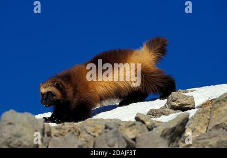 NORDAMERIKANISCHER WOLVERINE gulo gulo luscus, ERWACHSENER AUF FELSEN, KANADA Stockfoto