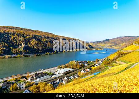 Zwei Burgen Blick, Burg Rheinstein, Reichenstein, oberes Mittelrheintal (Mittelrhein), bunte Weinberge, gelber Herbst. In Der Nähe Von Assma Stockfoto