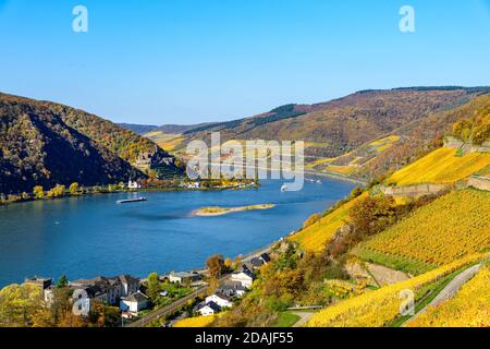 Burg Reichenstein, oberes Mittelrheintal (Mittelrhein), bunte Weinberge, gelber Herbst, blauer Himmel. In Der Nähe Von Assmannshausen Rüdeshei Stockfoto