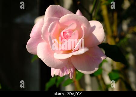 Morgensonne fällt auf eine blühende rosa Rosenblüte Stockfoto