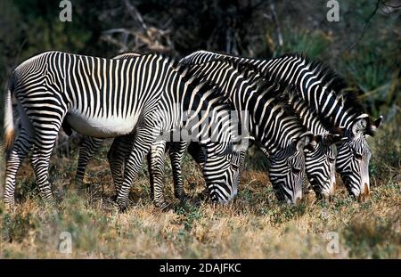 GREVYS ZEBRA EQUUS GREVYI, GRUPPE, DIE GRAS FRISST, KENIA Stockfoto