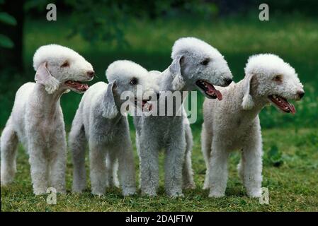 BEDLINGTON TERRIER, GRUPPE VON ERWACHSENEN, DIE AUF GRAS STEHEN Stockfoto