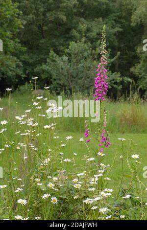 Fuchshandschuh (Digitalis purpurea) und Augendaisen (Leucanthemum vulgare) Erlaubt und unterstützt beim Wachsen in einer bewusst geplanten Tierwelt Bereich verdünnt Stockfoto