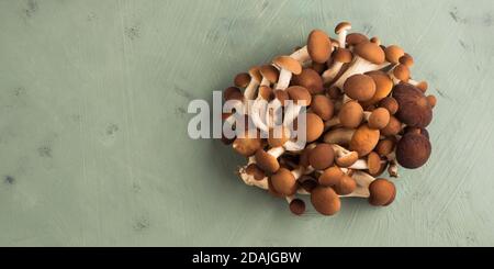 Pappelpilze Pholiota aegerita oder pioppini Stockfoto