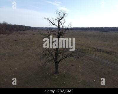 Ein gruseliger Baum in einem Feld am Abend, Luftaufnahme. Wilder Birnenbaum. Stockfoto