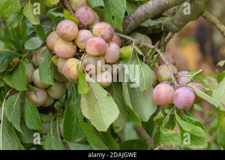 Kirsch- oder Myrobalan-Pflaumen (Prunus cerasifera). In Europa seit 400 Jahren angebaut. Eingebürgert in Großbritannien. Gefunden wächst in Hecken. Norfolk. East Anglia Stockfoto