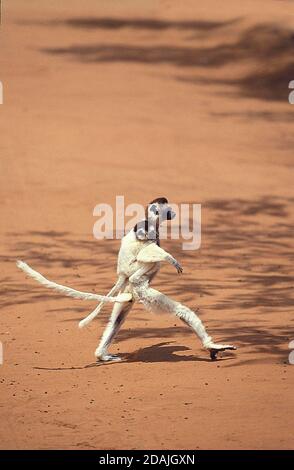 VERREAUX SIFAKA Propithecus Verreauxi, Erwachsenen-HOPPING über offenes Gelände, tragen junge ON ITS BACK, BERENTY RESERVE, Madagaskar Stockfoto