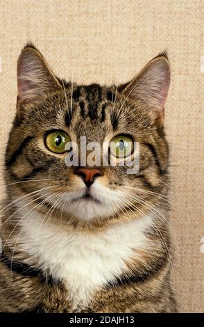 MANX INLÄNDISCHE CAT, CAT RASSE OHNE SCHWANZ, PORTRÄT DES ERWACHSENEN Stockfoto
