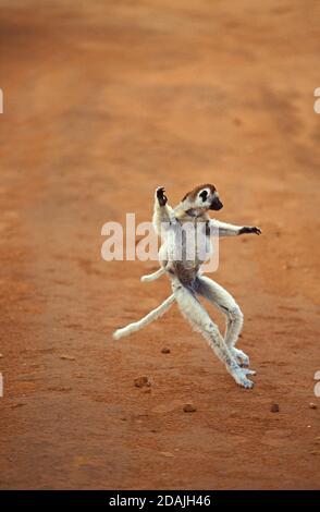 VERREAUX SIFAKA Propithecus Verreauxi, Erwachsenen-HOPPING über offenes Gelände, tragen junge ON ITS BACK, BERENTY RESERVE, Madagaskar Stockfoto