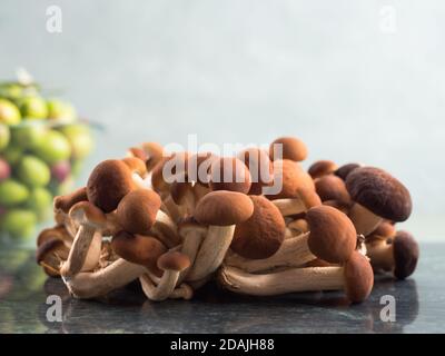 Pappelpilze Pholiota aegerita oder pioppini Stockfoto