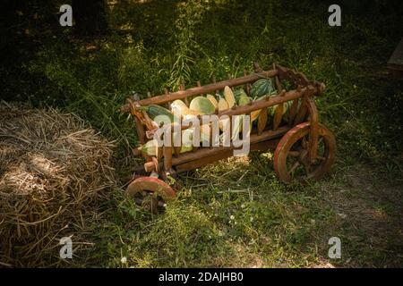 Frisches Gemüse, Herbsternte im alten Holzwagen auf grünem Gras neben dem Heu. Seitenansicht. Getöntes Bild. Natur Hintergrund Stockfoto