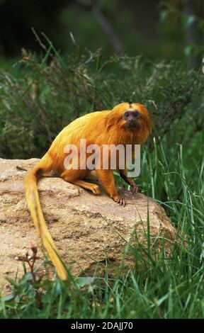 GOLDENER LÖWE TAMARIN LEONTIDEUS ROSALIA, ERWACHSENER, AUF FELSEN STEHENDER LÖWE Stockfoto