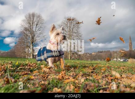 Peebles, Scottish Borders, Großbritannien. November 2020. Großbritannien Schottland, Großbritannien Wetter Jock, der acht Jahre alte West, West Highland Terrier, sieht in seiner warmen, gestrickten Tartan-Jacke, die von seiner Oma gestrickt wurde, Dandy aus. Warm halten, da das Wochenende mit viel Herbstlaub windig werden sollte. Quelle: phil wilkinson/Alamy Live News Stockfoto