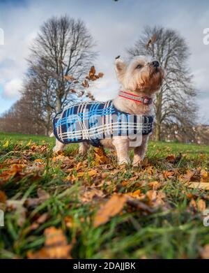 Peebles, Scottish Borders, Großbritannien. November 2020. Großbritannien Schottland, Großbritannien Wetter Jock, der acht Jahre alte West, West Highland Terrier, sieht in seiner warmen, gestrickten Tartan-Jacke, die von seiner Oma gestrickt wurde, Dandy aus. Warm halten, da das Wochenende mit viel Herbstlaub windig werden sollte. Quelle: phil wilkinson/Alamy Live News Stockfoto