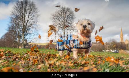 Peebles, Scottish Borders, Großbritannien. November 2020. Großbritannien Schottland, Großbritannien Wetter Jock, der acht Jahre alte West, West Highland Terrier, sieht in seiner warmen, gestrickten Tartan-Jacke, die von seiner Oma gestrickt wurde, Dandy aus. Warm halten, da das Wochenende mit viel Herbstlaub windig werden sollte. Quelle: phil wilkinson/Alamy Live News Stockfoto