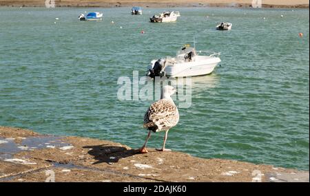 Eine einsame Möwe steht auf einem Pier mit Blick auf das Meer Stockfoto